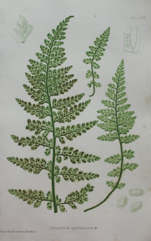 Thomas Moore - Nature-printed  fern by Thomas Moore 1863
