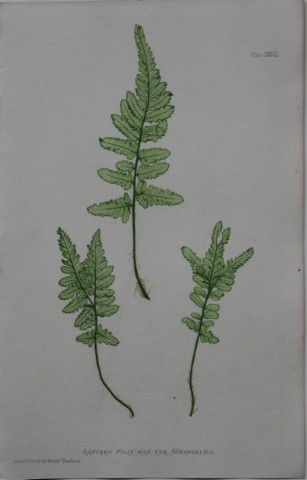 Thomas Moore - Nature-printed  fern by Thomas Moore 1863
