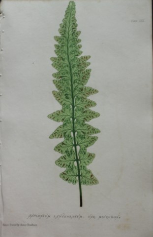 Thomas Moore - Nature-printed  fern by Thomas Moore 1863