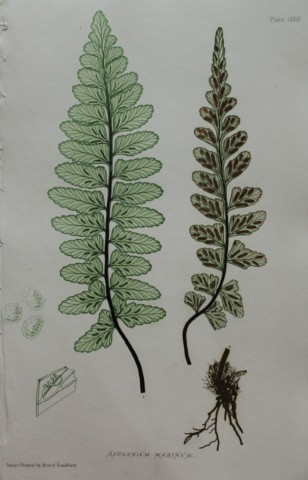 Thomas Moore - Nature-printed  fern by Thomas Moore 1863
