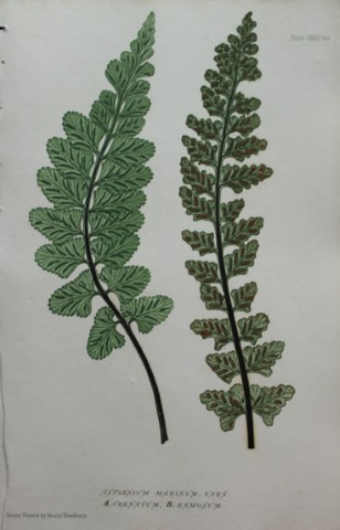 Thomas Moore - Nature-printed  ferns by Thomas Moore 1863