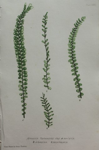 Thomas Moore - Nature-printed  ferns by Thomas Moore 1863