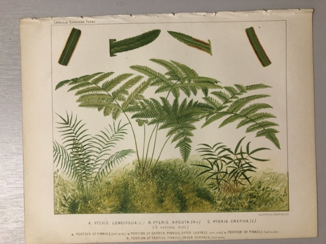 James Britten - Chromolithograph of European ferns 1879