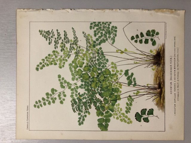 James Britten - Chromolithograph of European ferns 1879