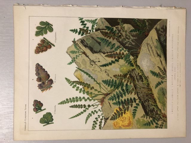 James Britten - Chromolithograph of European ferns 1879