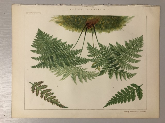James Britten - Chromolithograph of European ferns 1879