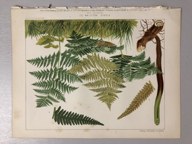 James Britten - Chromolithograph of European ferns 1879