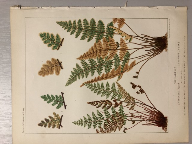 James Britten - Chromolithograph of European ferns 1879