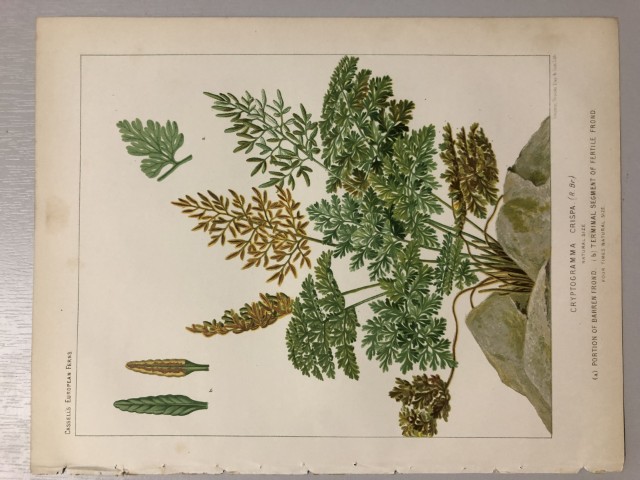 James Britten - Chromolithograph of European ferns 1879