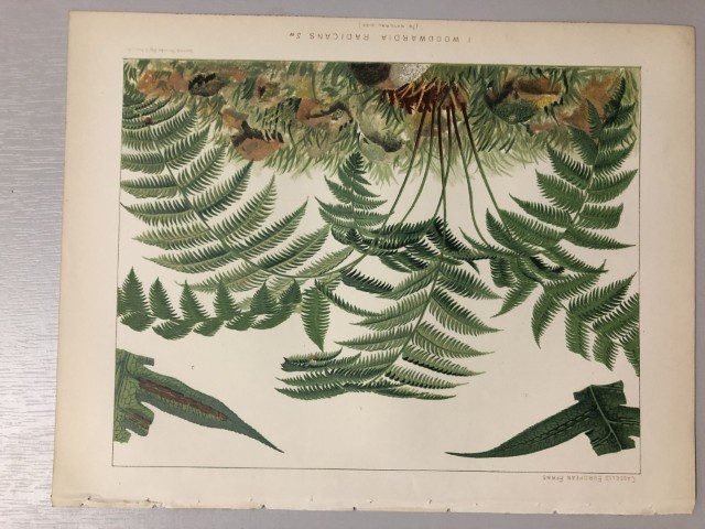 James Britten - Chromolithograph of European ferns 1879