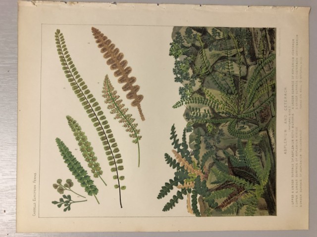 James Britten - Chromolithograph of European ferns 1879