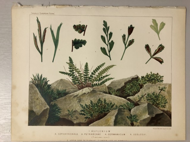 James Britten - Chromolithograph of European ferns 1879