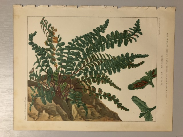 James Britten - Chromolithograph of European ferns 1879
