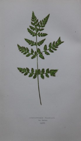 Edward Lowe - Hand-coloured fern engraving 1869