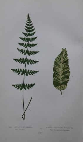 Edward Lowe - Hand-coloured fern engraving 1869