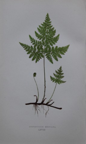 Edward Lowe - Hand-coloured fern engraving 1869