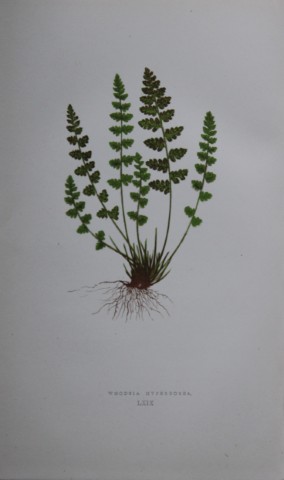 Edward Lowe - Hand-coloured fern engraving 1869