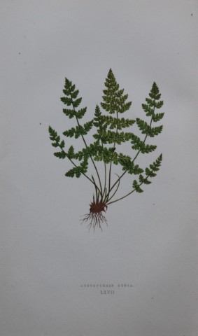 Edward Lowe - Hand-coloured fern engraving 1869