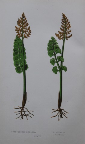 Edward Lowe - Hand-coloured fern engraving 1869