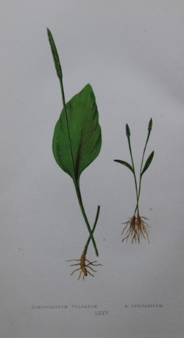Edward Lowe - Hand-coloured fern engraving 1869