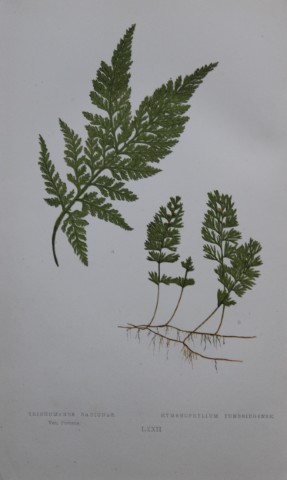 Edward Lowe - Hand-coloured fern engraving 1869