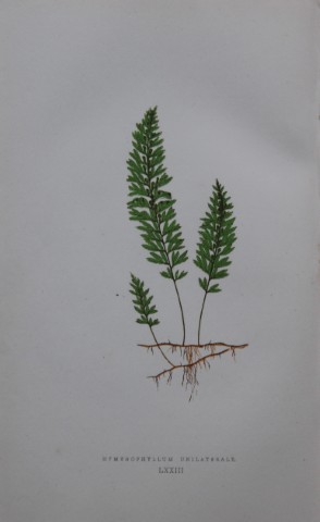 Edward Lowe - Hand-coloured fern engraving 1869