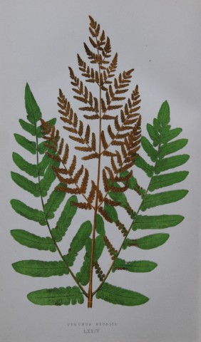 Edward Lowe - Hand-coloured fern engraving 1869