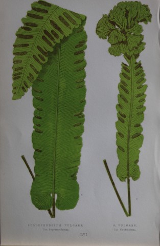 Edward Lowe - Hand-coloured fern engraving 1869