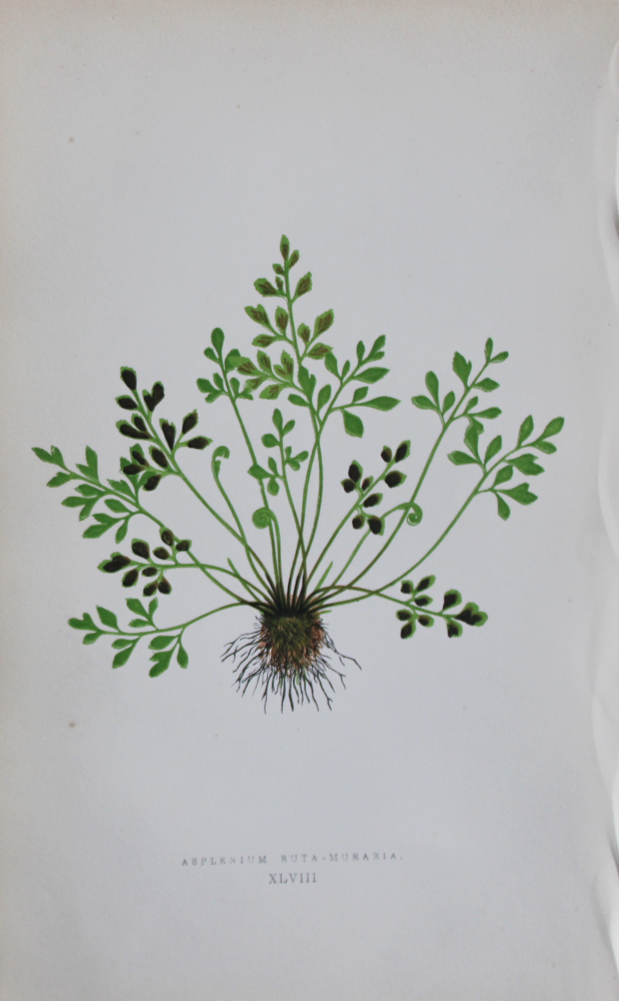 Edward Lowe - Hand-coloured fern engraving 1869