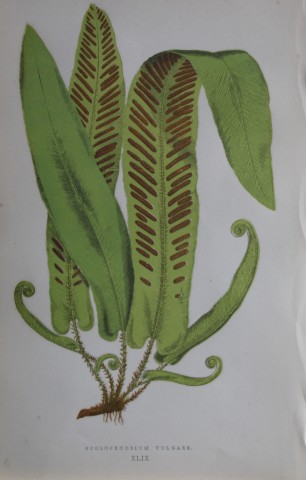 Edward Lowe - Hand-coloured fern engraving 1869