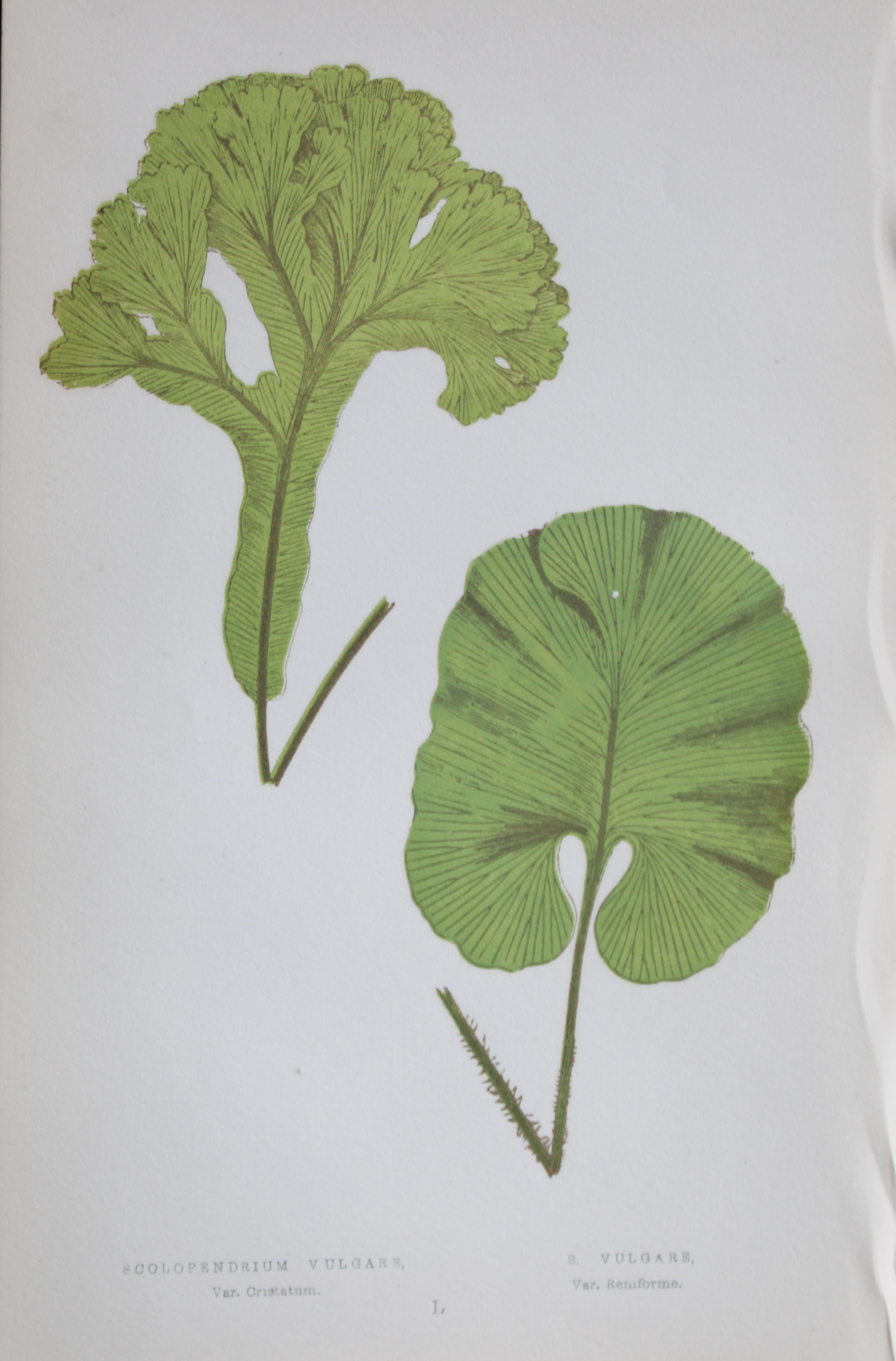 Edward Lowe - Hand-coloured fern engraving 1869