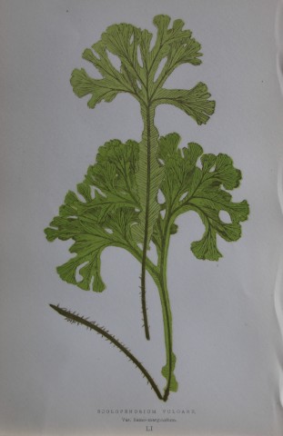 Edward Lowe - Hand-coloured fern engraving 1869