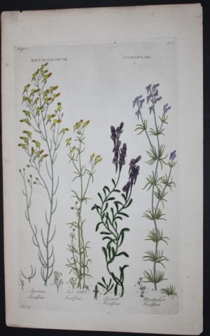 Sir John Hill - Engraving of Toadflax from The Vegetable System 1770-75