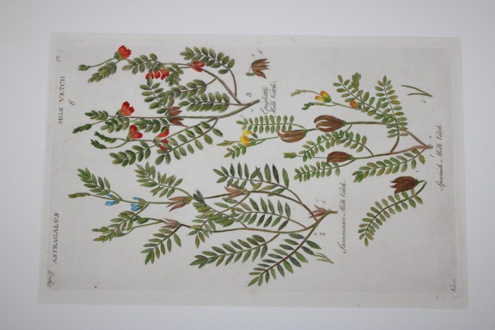 Sir John Hill - Engraving of Milk Vetch from The Vegetable System 1770-75