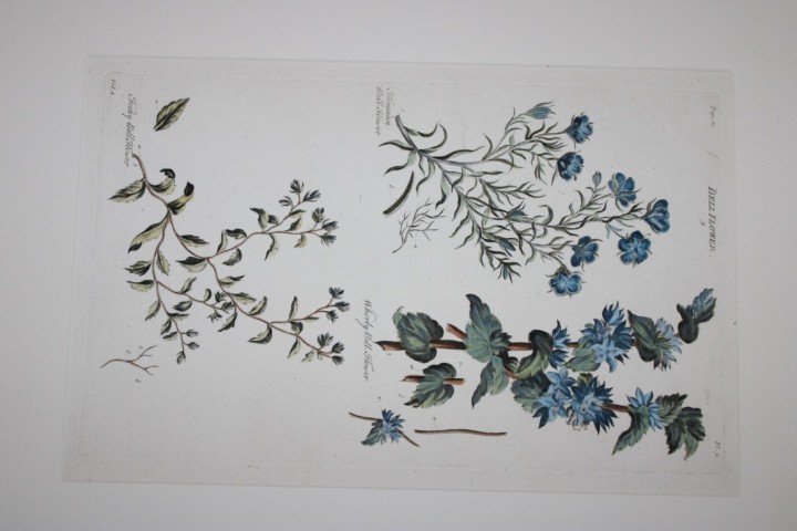Sir John Hill - Engraving of Bellflower from The Vegetable System 1770-75