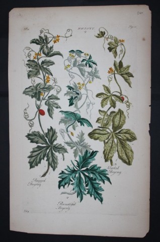 Sir John Hill - Engraving of Briony from The Vegetable System 1770-75