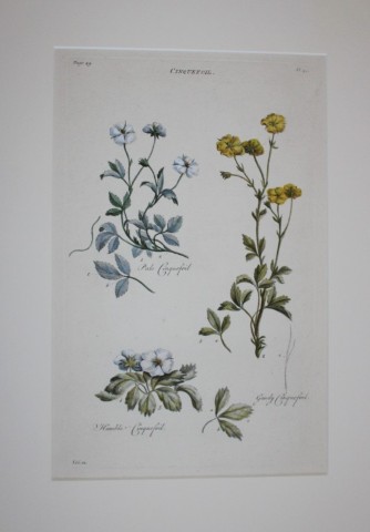 Sir John Hill - Engraving of Cinquefoil from The Vegetable System 1770-75