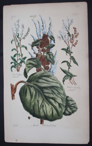 Sir John Hill - Engraving of Dock Plants from The Vegetable System 1770-75