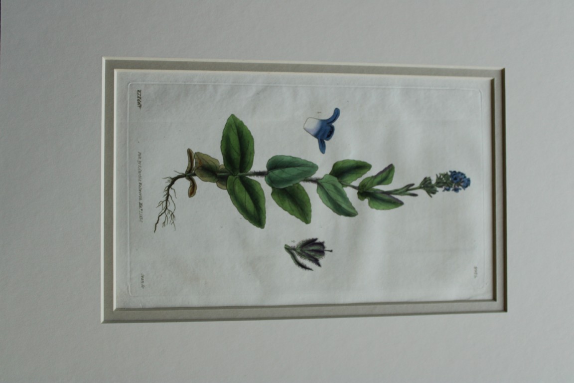 WJ Hooker - Rare engraving from the Botanical Magazine 1830