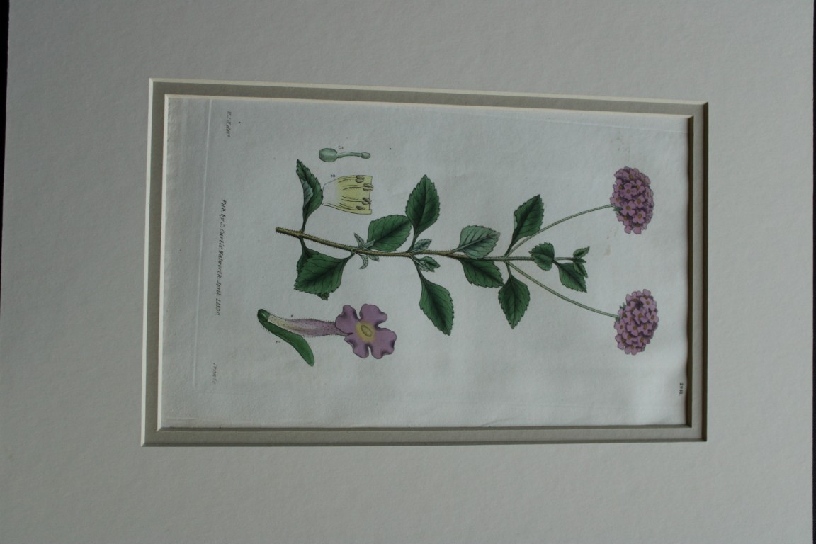 WJ Hooker - Rare engraving from the Botanical Magazine 1830