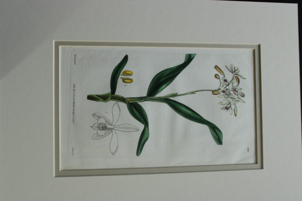 WJ Hooker - Rare engraving from the Botanical Magazine 1830