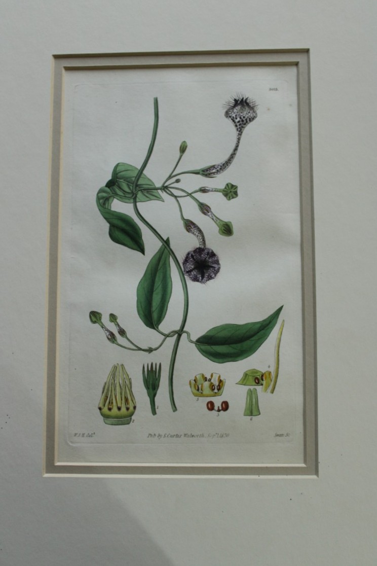 WJ Hooker - Rare engraving from the Botanical Magazine 1830