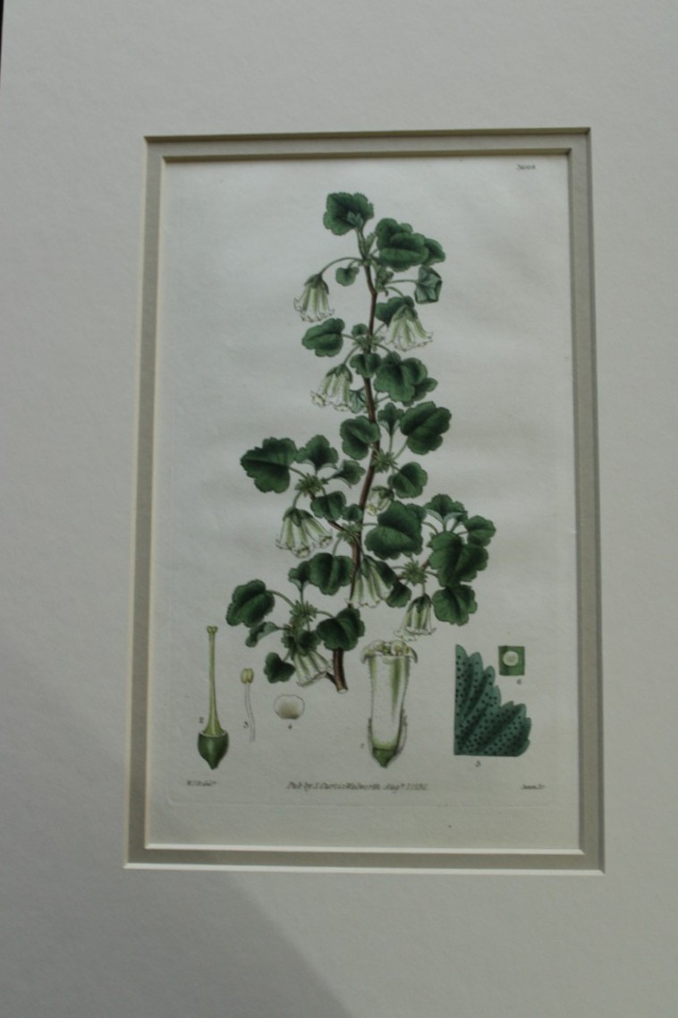 WJ Hooker - Rare engraving from the Botanical Magazine 1830