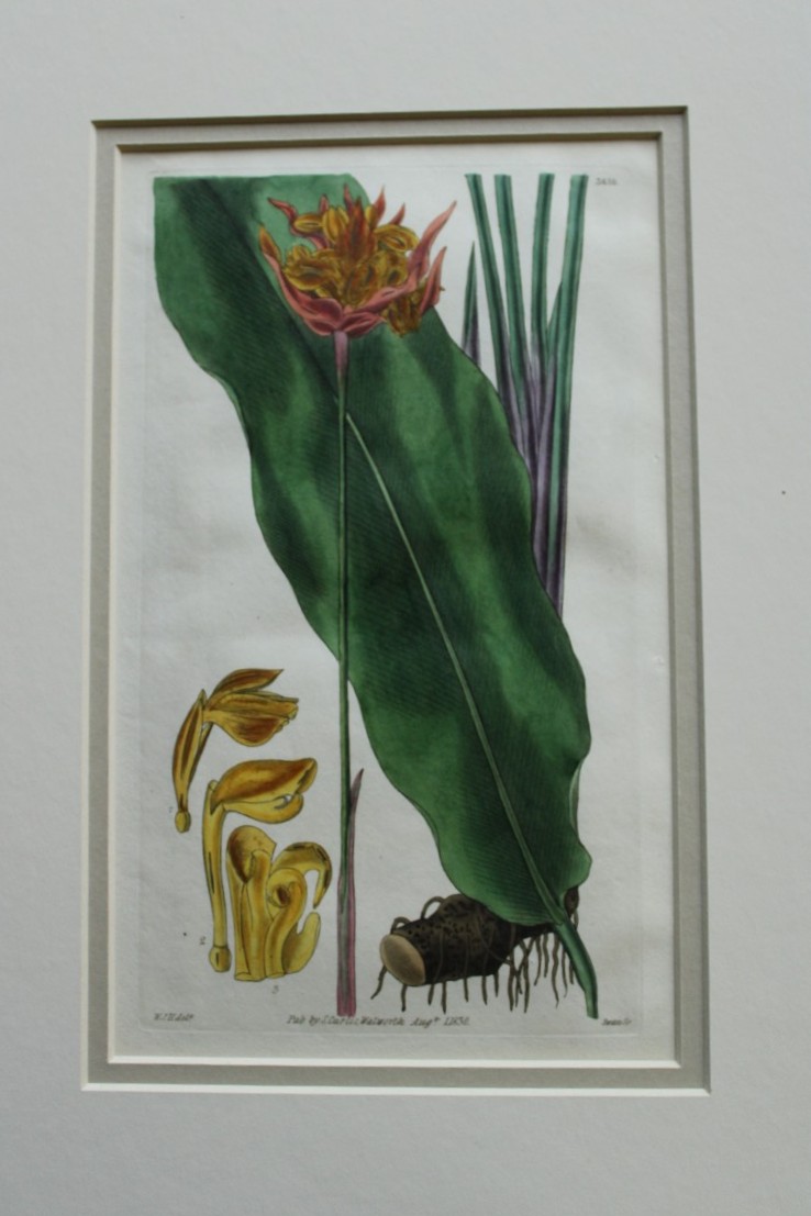 WJ Hooker - Rare engraving from the Botanical Magazine 1830