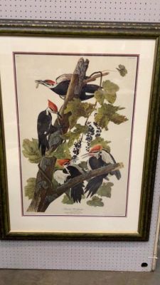Audubon Havel Edition Plate 111. Pileated Woodpecker ....believed a later edition....25 x 37 