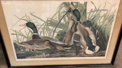 Audubon Havel Edition Plate 221, Mallard Duck. 35 x 23 sight...mounted with black wood frame and 