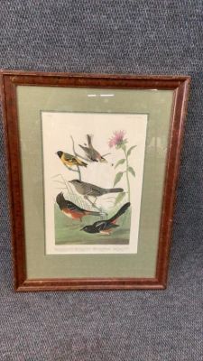 Audubon , R. Havel Birds of America, Plate. CCCXCI4 ....Chestnut Finch, Black headed Siskin 