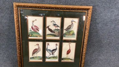 Framed Ornithological Grouping. 6 Individual Pieces framed as one...one G. Edwards at lower left 