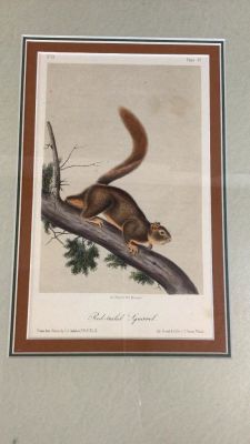 Bowen Edition, Audubon Red Tailed Squirrel. Plate LV...6.5 x 9 3/4 inches....nicely matted and 