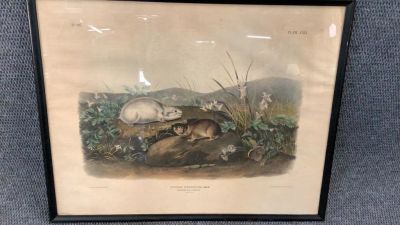 Bowen -Audubon Plate CXIX, Hudson Bay Lemming. 27 x 21.5 inches...hand tinted lithograph mounted 
